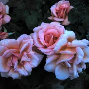 Le jardin des Roses