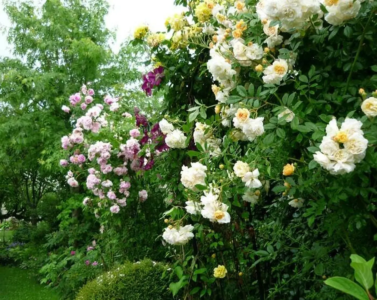 Jardin des Tonnelles et des Roses - Rendez-vous aux jardins