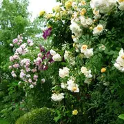 Jardin des Tonnelles et des Roses - Rendez-vous aux jardins