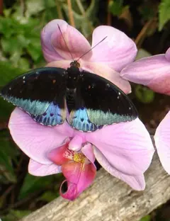 Jardin des Papillons
