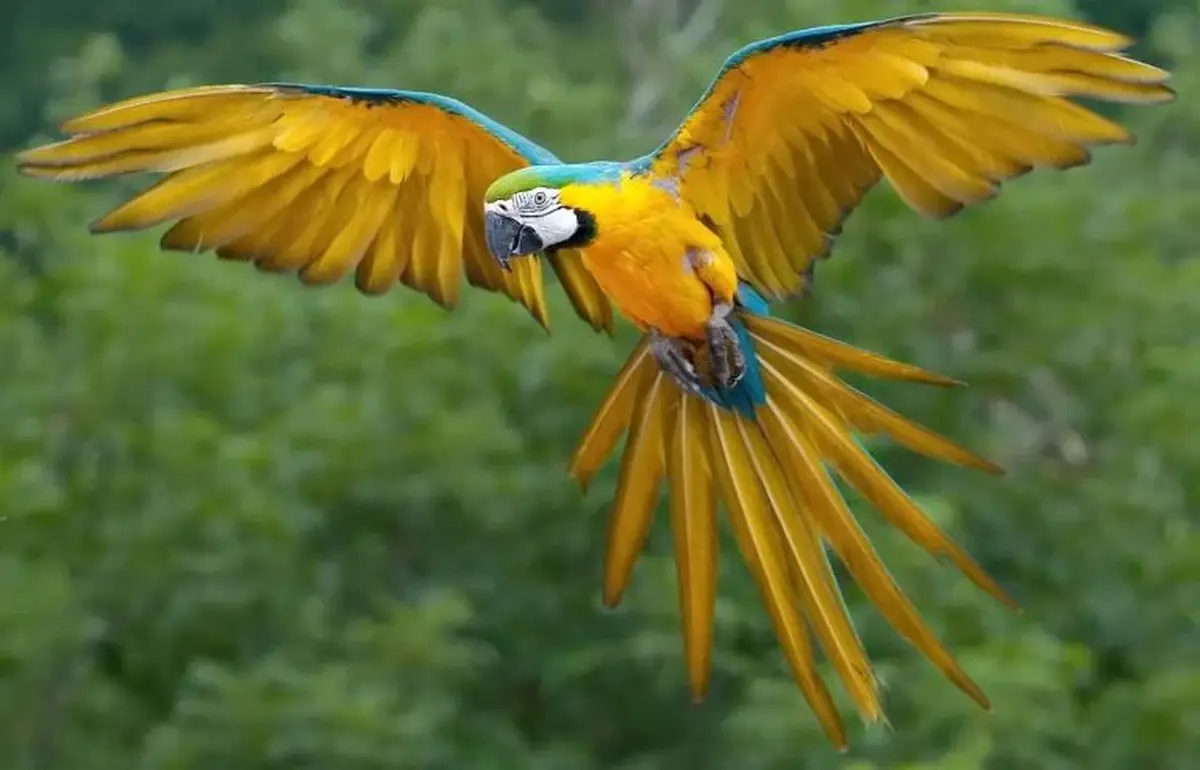 Jardin Zoologique Tropical