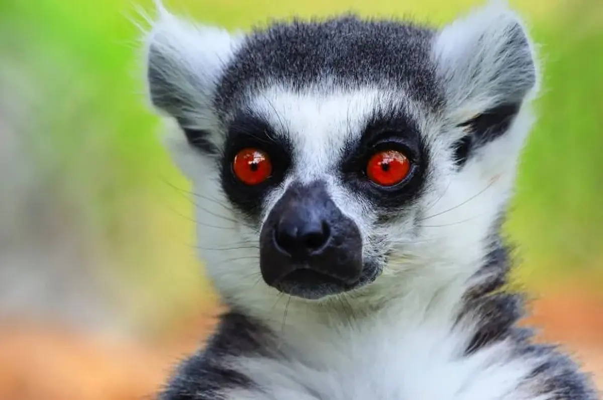 Jardin Zoologique Tropical