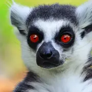 Jardin Zoologique Tropical