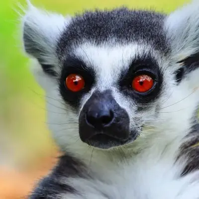 Jardin Zoologique Tropical