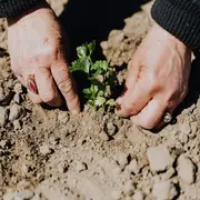 Jardinage intergénérationnel : fabrication d'un Kokedama
