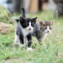 Jardiner sans risque quand on a des animaux