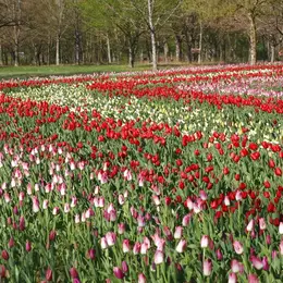 Jardins des Tulipes du château de Cheverny