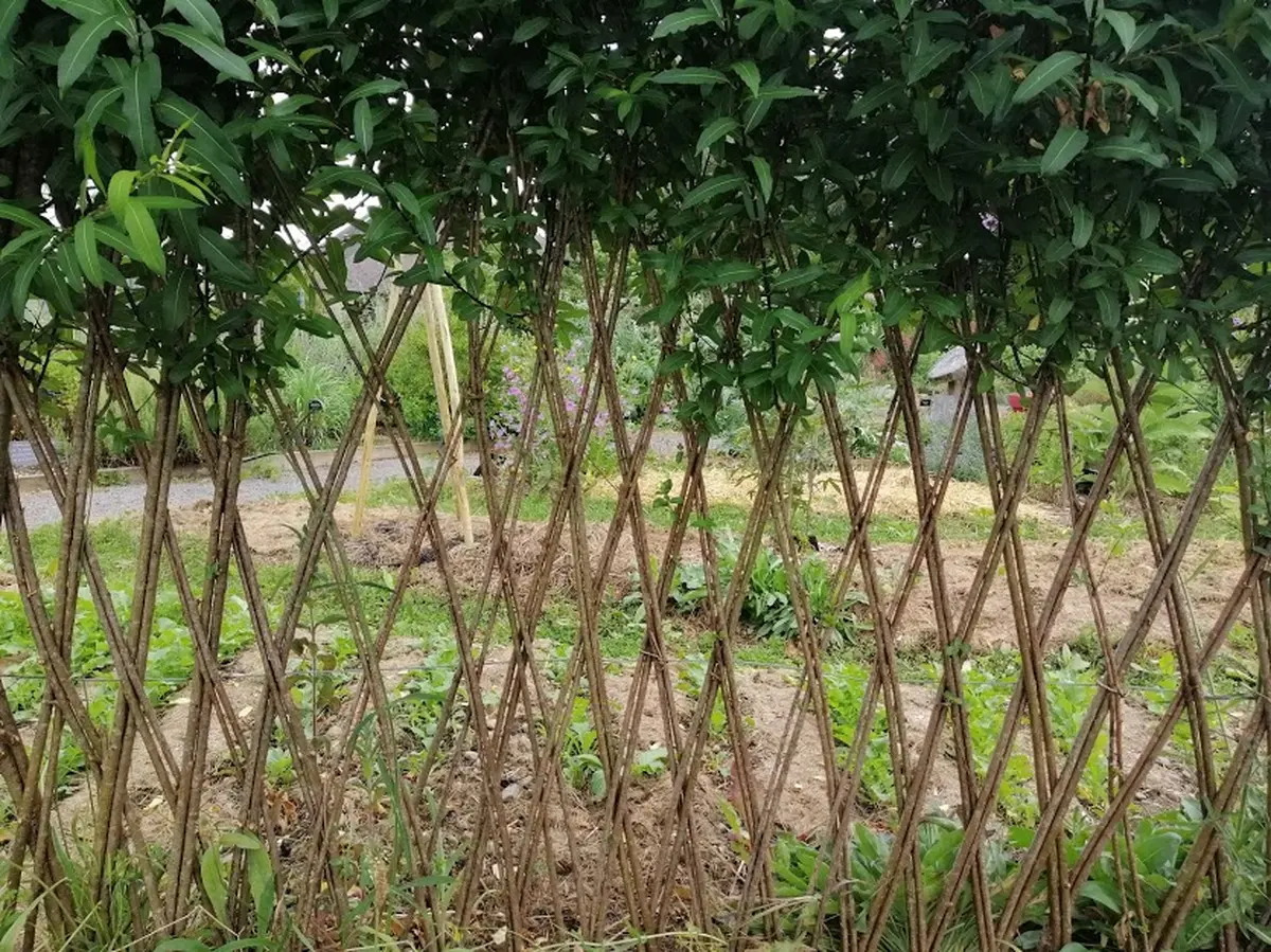 Je crée des structures vivantes en osier pour mon jardin