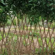 Je crée des structures vivantes en osier pour mon jardin