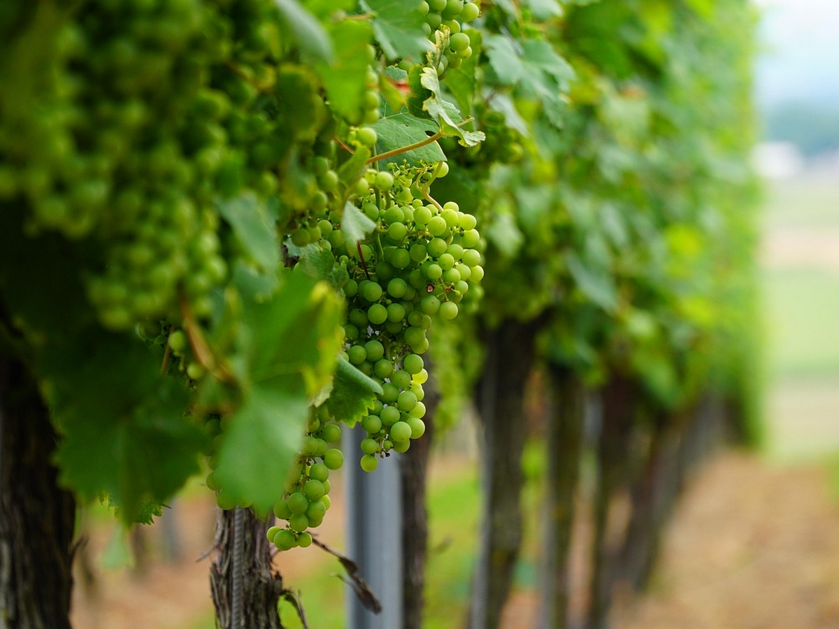 Jep 2026 - Balade Historique Dans Les Vignes De Fontfroide