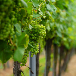 Jep 2026 - Balade Historique Dans Les Vignes De Fontfroide