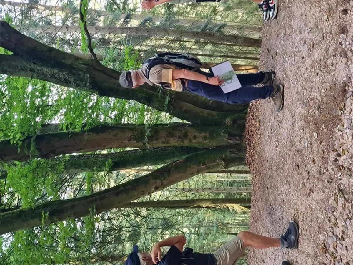 JEP 2026 - Balade sur les arbres remarquables dans le massif de l'Avison