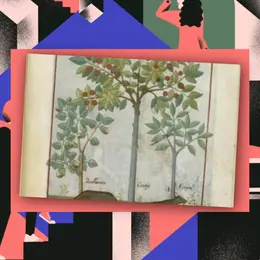 JEP 2026 - Levez les yeux ! Découverte de l'illustration botanique
