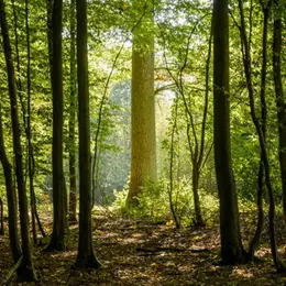 Jeu de piste en forêt