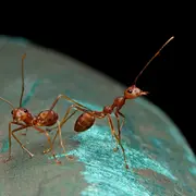 Jeu de piste : Sur les traces des fourmis