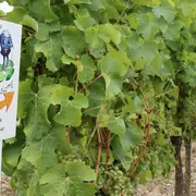 Jeu pour enfants Loulou & Lolotte | Château du Haut Pezaud