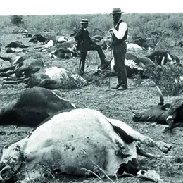 Jeudis de l'archéologie – Archéologie des épidémies animales : ce que nous disent les os