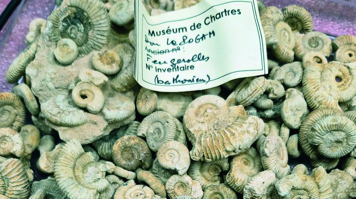 Jeudis de l'archéologie – Histoire du Muséum d’histoire naturelle de Chartres : les collections paléontologiques