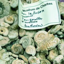 Jeudis de l'archéologie – Histoire du Muséum d’histoire naturelle de Chartres : les collections paléontologiques