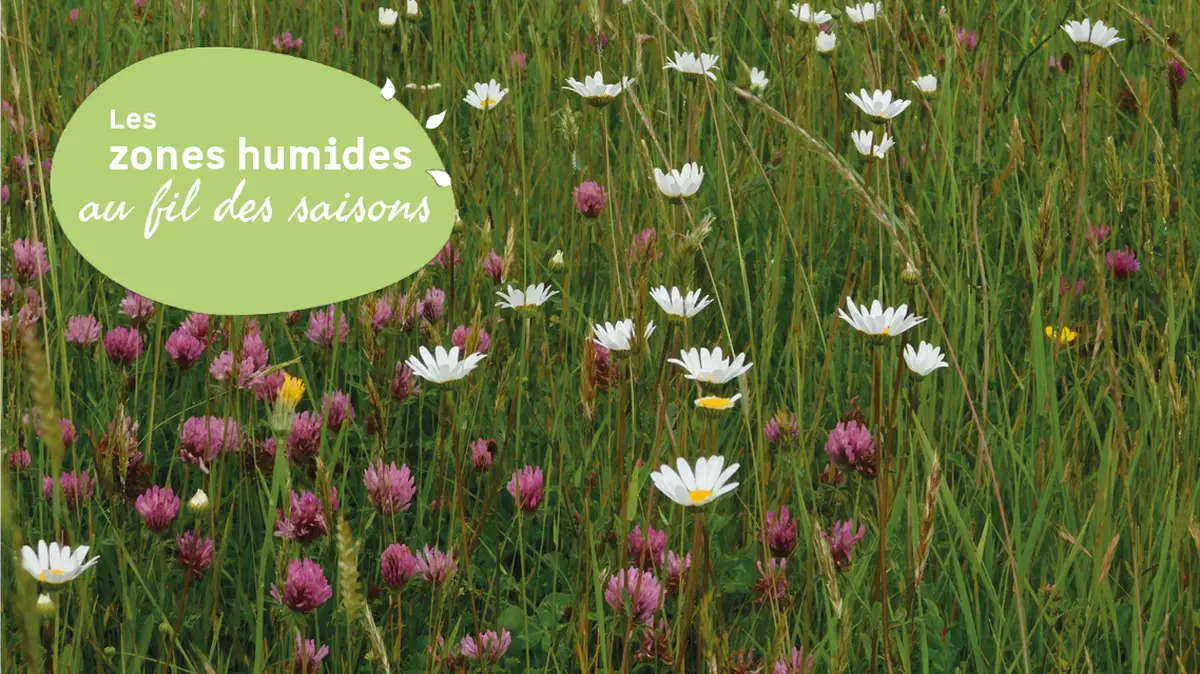 JMZH : A la découverte des fleurs de la Vanne