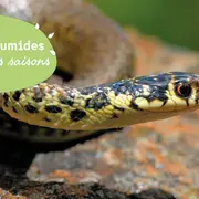 JMZH : A la découverte du Liron