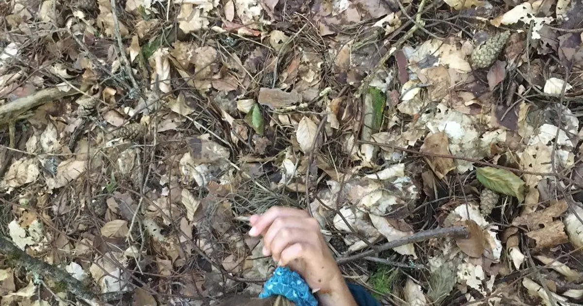 Jouer Et Rêver Dans Les Bois