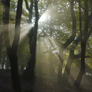 Jour de forêt à Bibracte
