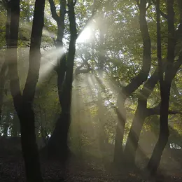 Jour de forêt à Bibracte