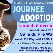 Journée adoption chats et chatons