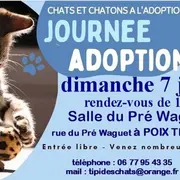 Journée adoption chats et chatons