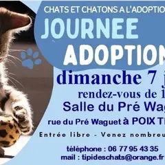 Journée adoption chats et chatons