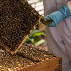 Journée Apiculture à Beaumes-de-Venise près d'Orange (84)