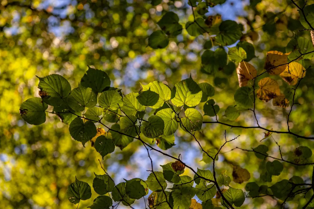 Journée autour de l'agrobiodiversité