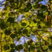 Journée autour de l'agrobiodiversité