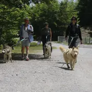 Journée avec des chiens de traineau à Oloron-Sainte-Marie (64)