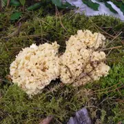 Journée Champignons