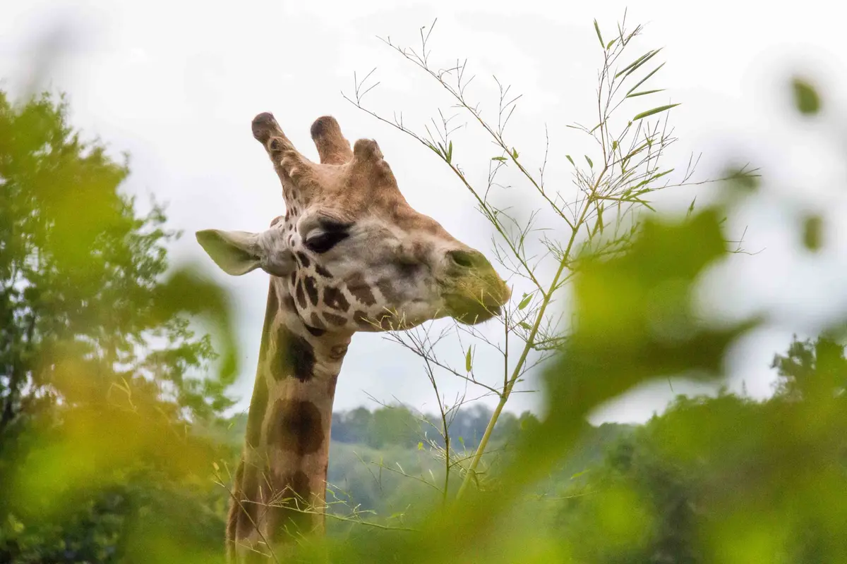 Journée Conservation de la biodiversité