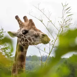 Journée Conservation de la biodiversité
