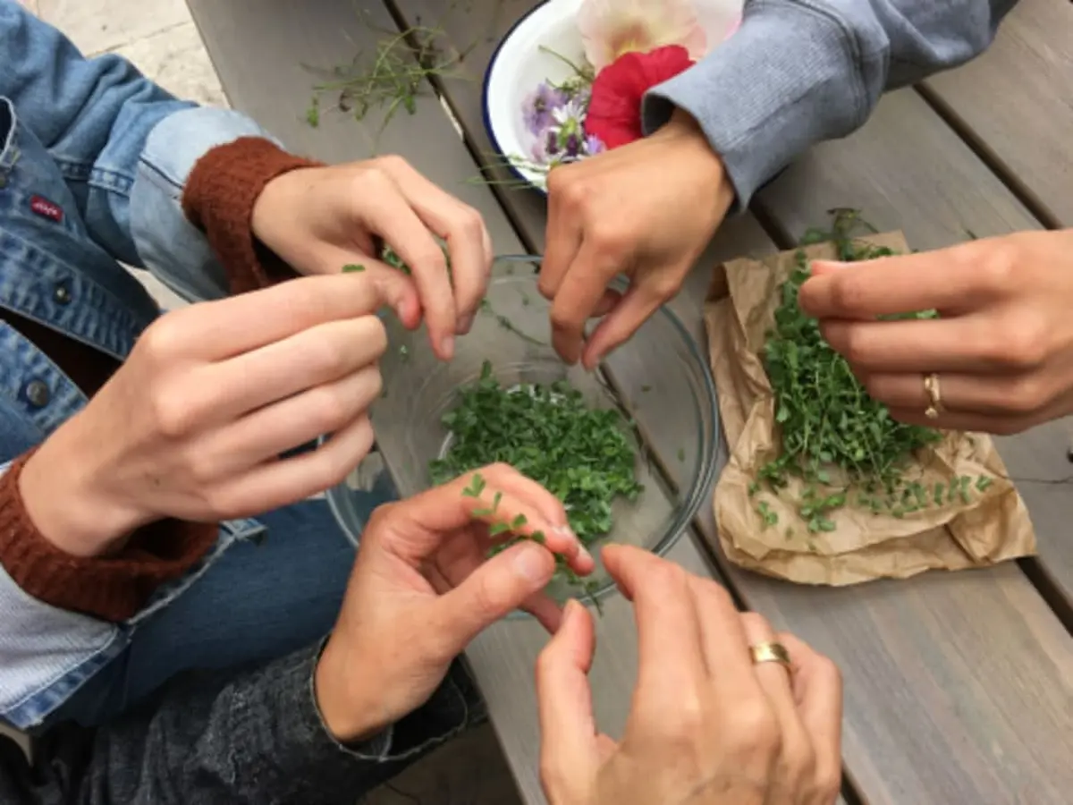Journée cueillette de plantes sauvages à Chevannes