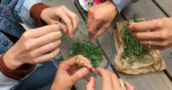Journ&eacute;e cueillette de plantes sauvages &agrave; Chevannes