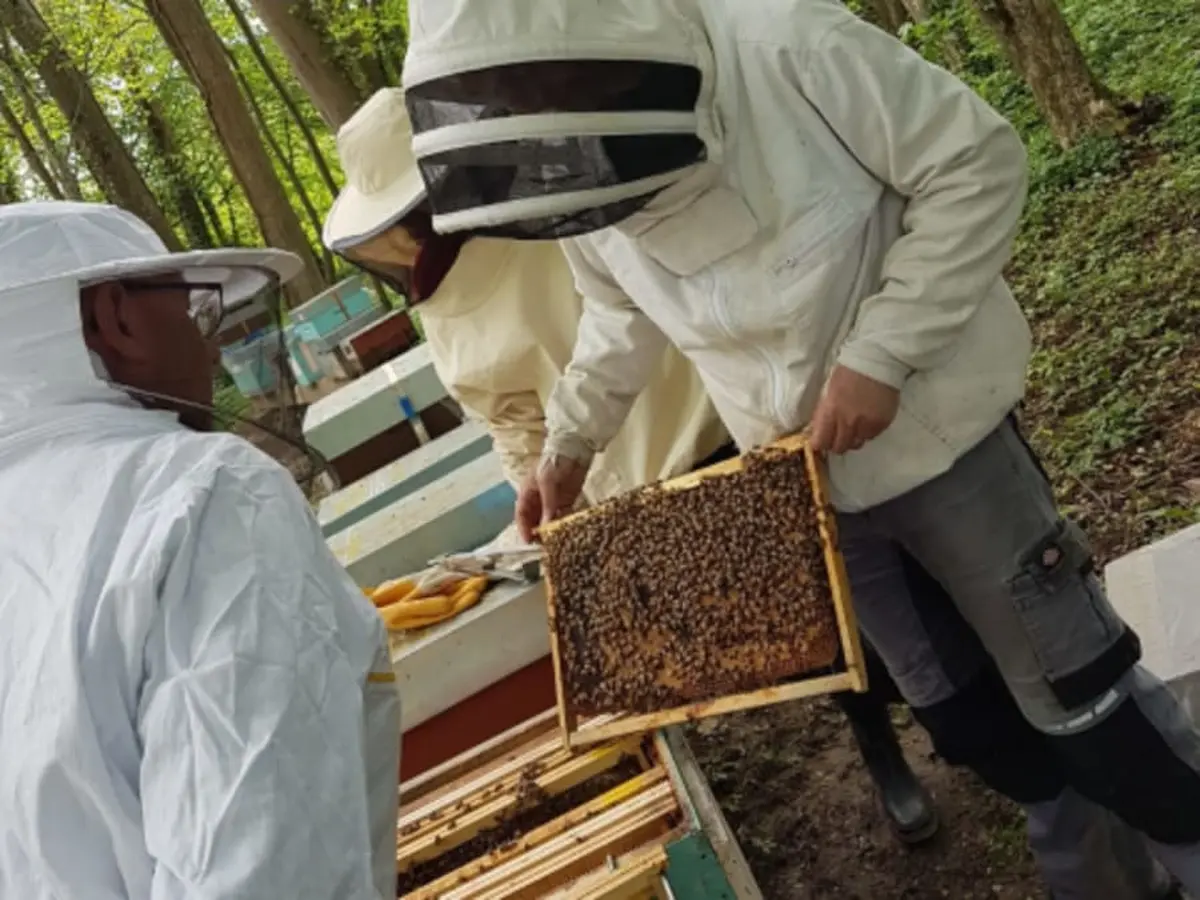 Journée d'initiation à l'apiculture à Chaume-en-Brie (77)