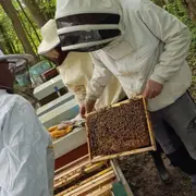 Journée d'initiation à l'apiculture à Chaume-en-Brie (77)