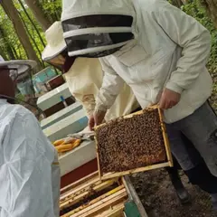 Journée d'initiation à l'apiculture à Chaume-en-Brie (77)