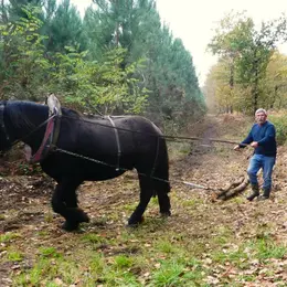 Journée de débardage à Cheval