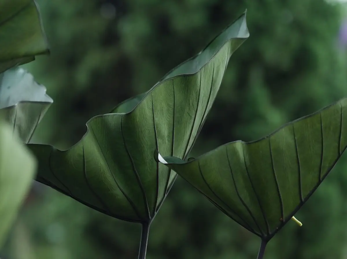 Journée de l'environnement