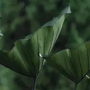 Journée de l'environnement