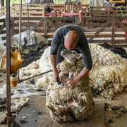 Journée de la tonte à la Ferme de Paris !