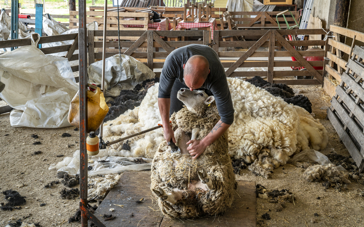 Journée de la tonte à la Ferme de Paris !