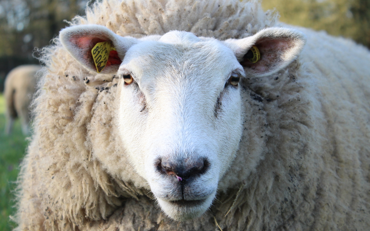 Journée de la tonte à la ferme René Binet!