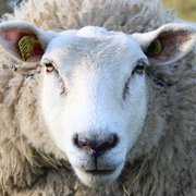 Journée de la tonte à la ferme René Binet!